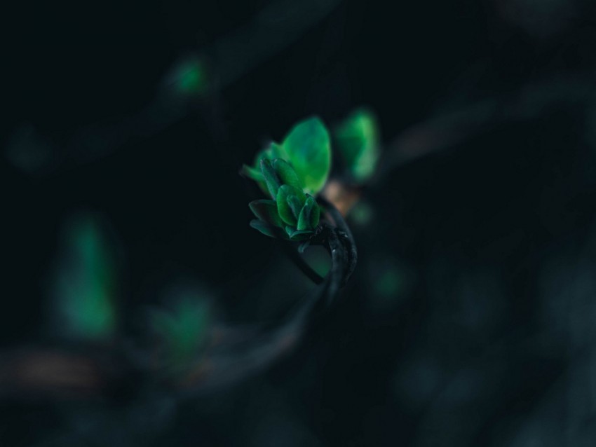 leaves branch blur green macro closeup Clear Background PNG Isolated Item