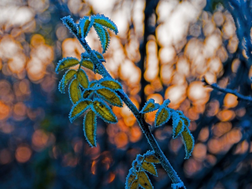 leaves branch frost blur PNG images with no background free download 4k wallpaper