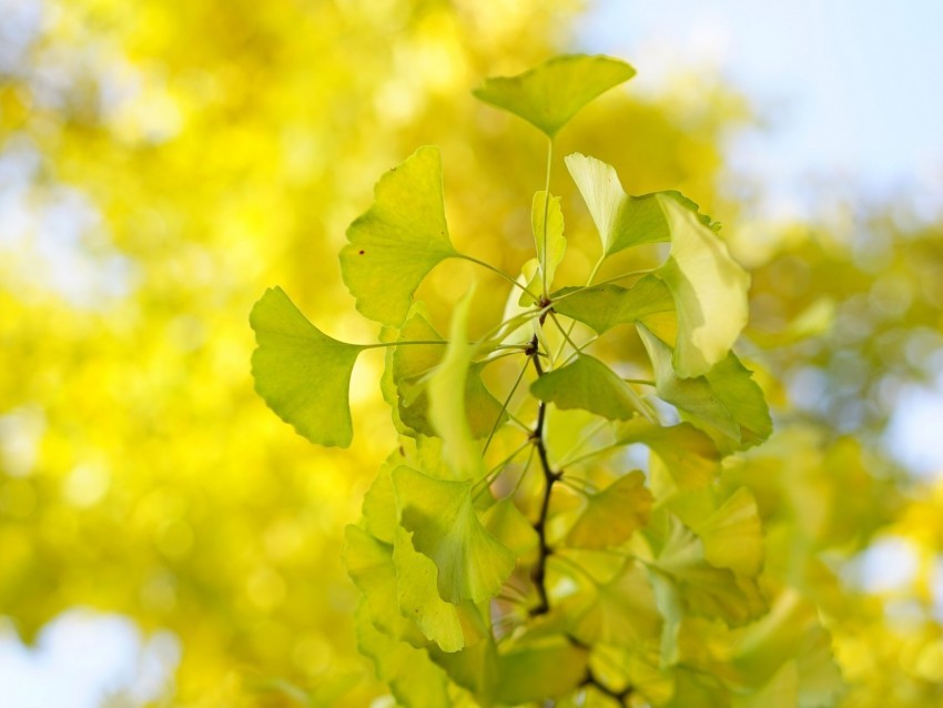 leaves branch green macro tree PNG for free purposes 4k wallpaper