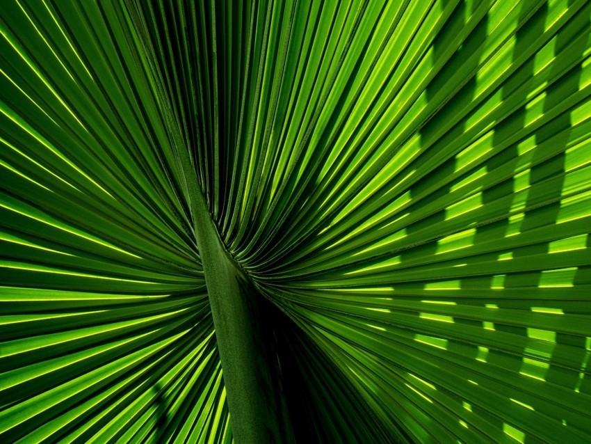 leaves branch palm green carved PNG images without licensing