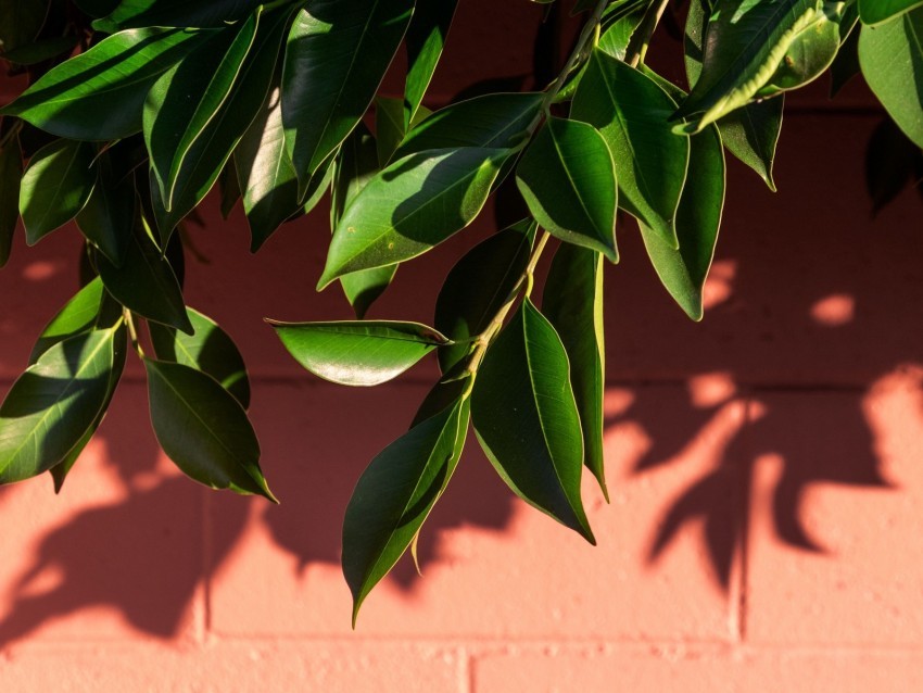 leaves branch wall shadow plant Free transparent background PNG 4k wallpaper