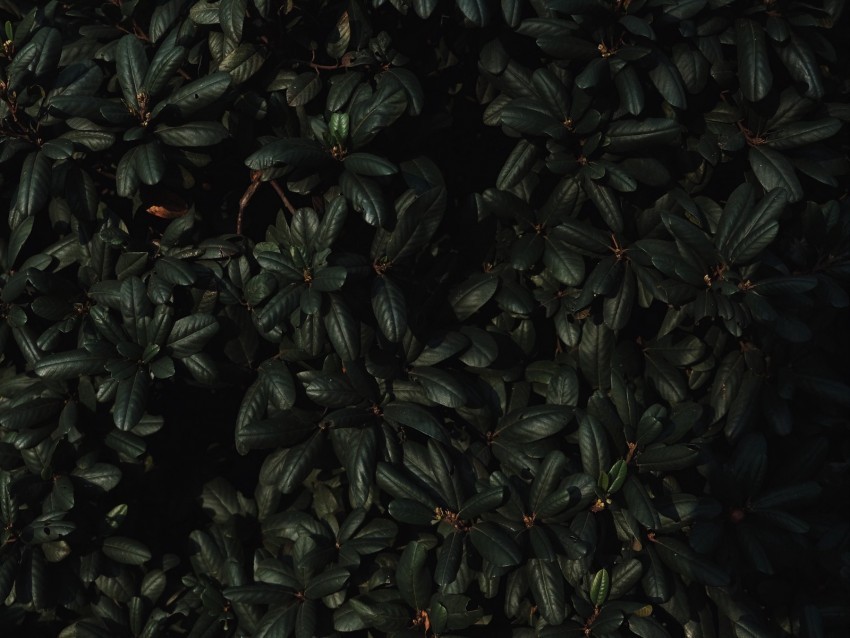 leaves branches dark plant green Transparent PNG images pack