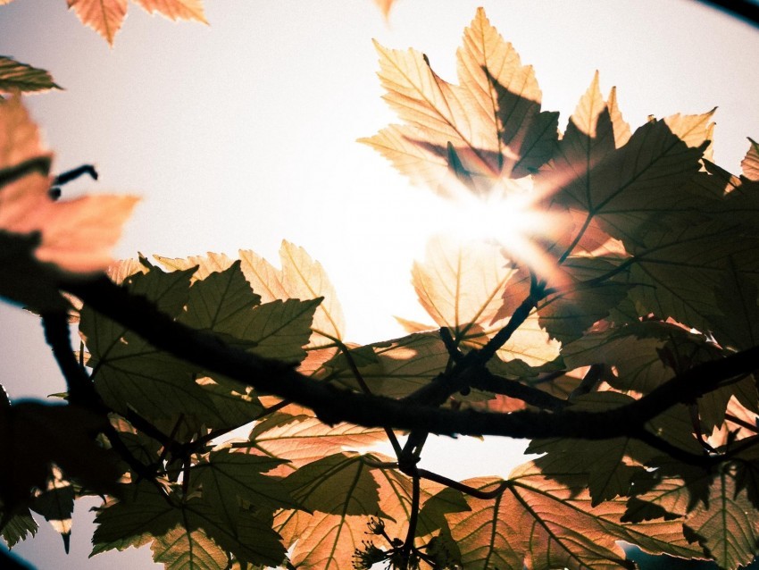 leaves branches sun sunshine light PNG images without subscription
