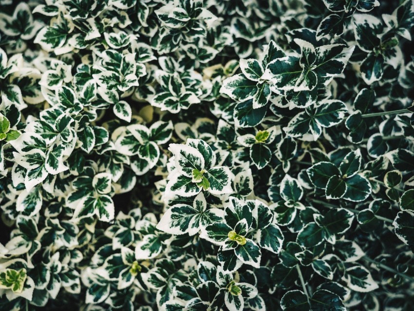 leaves bush plant white green spotted Isolated Graphic in Transparent PNG Format