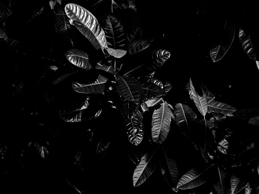 leaves bw dark plant black ClearCut PNG Isolated Graphic 4k wallpaper