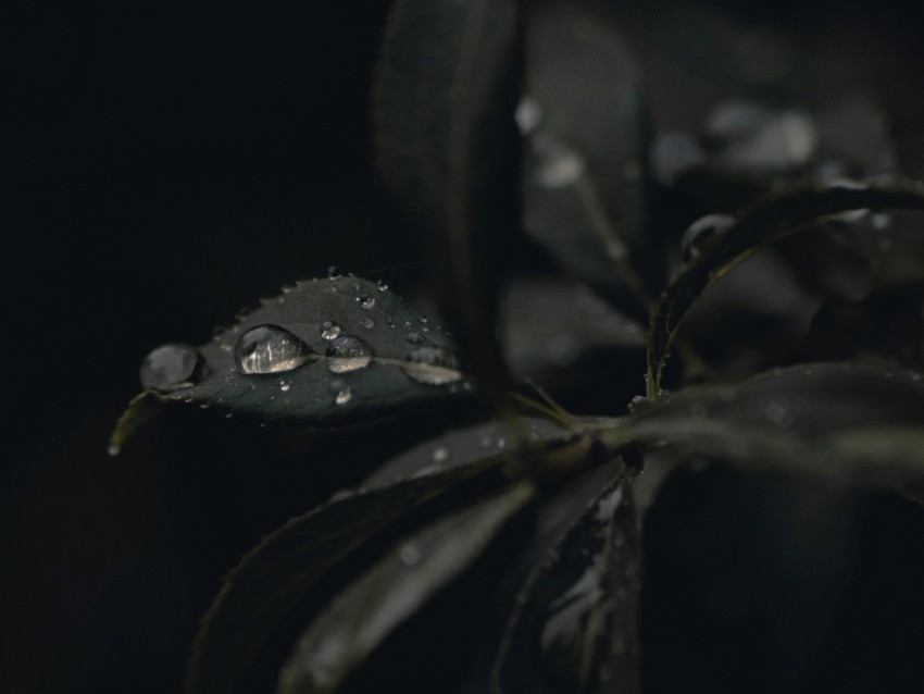 leaves drops dew plant dark macro High-resolution transparent PNG images variety
