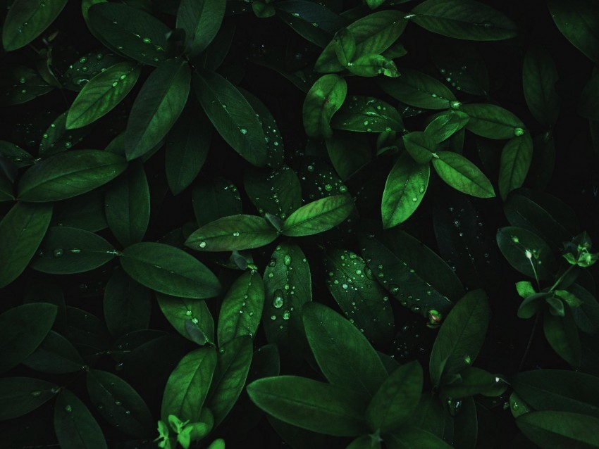 leaves drops dew plant moisture dark PNG files with transparent backdrop complete bundle