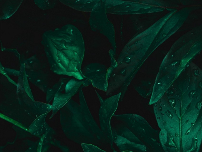 leaves drops moisture green dark PNG Image with Transparent Cutout 4k wallpaper