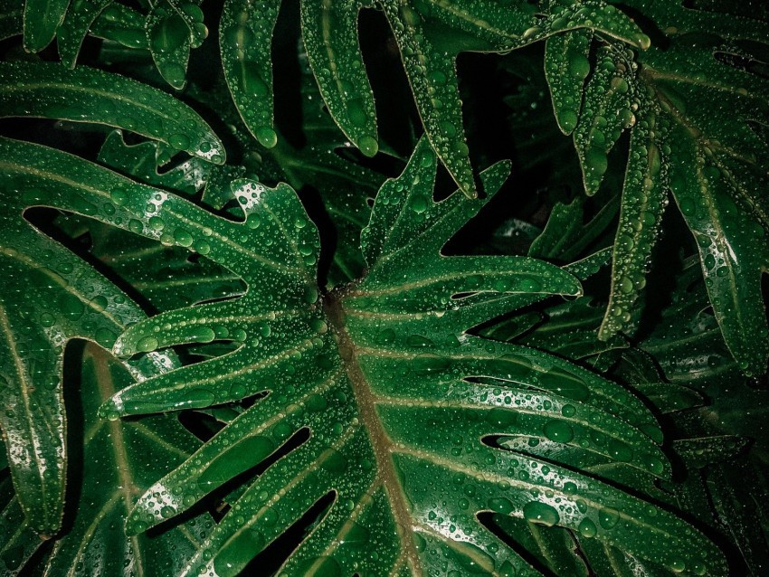 leaves drops moisture green wet Isolated Character on Transparent PNG