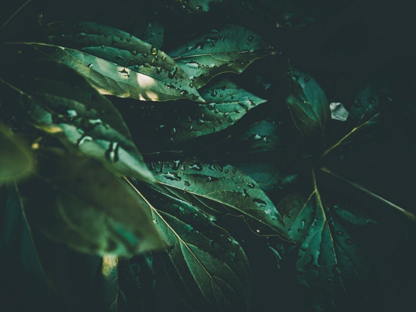 leaves drops plant dew moisture green Transparent Background PNG Isolation 4k wallpaper