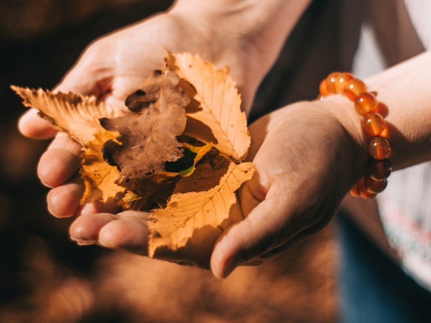 leaves dry yellow hands autumn Isolated Element in HighQuality PNG 4k wallpaper