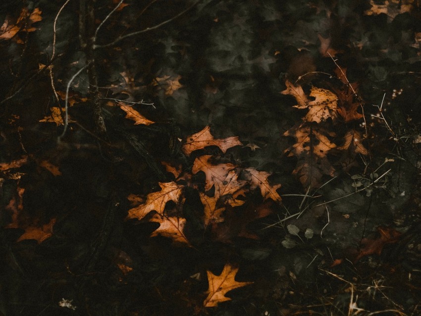 leaves fallen autumn water PNG Image with Clear Isolation