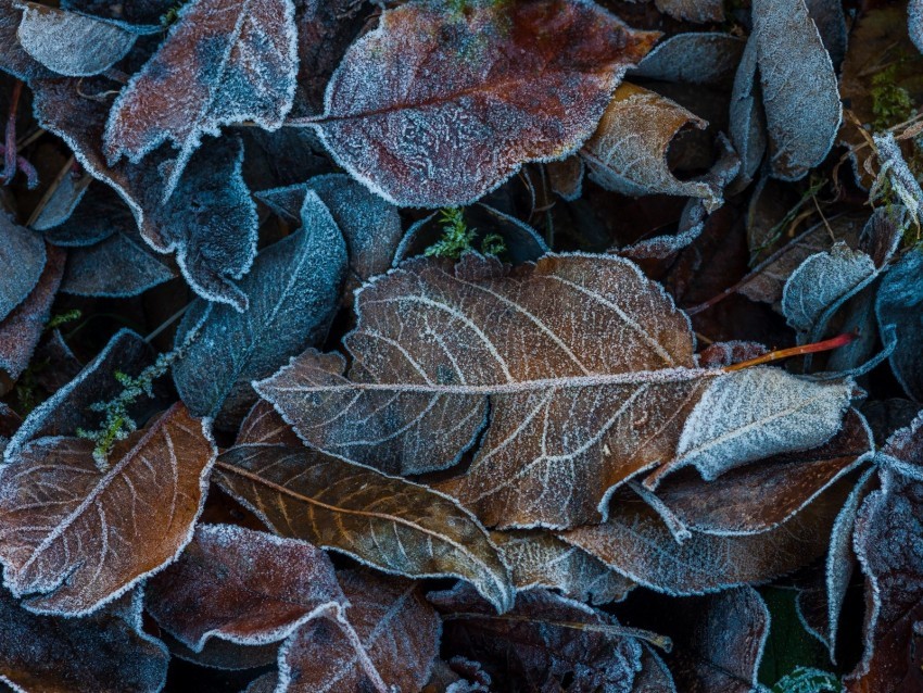 leaves frost fallen autumn Transparent Background Isolation in HighQuality PNG