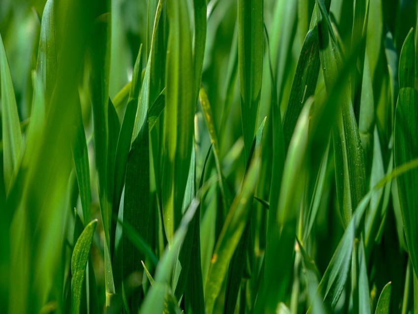 leaves grass plant green PNG with alpha channel for download