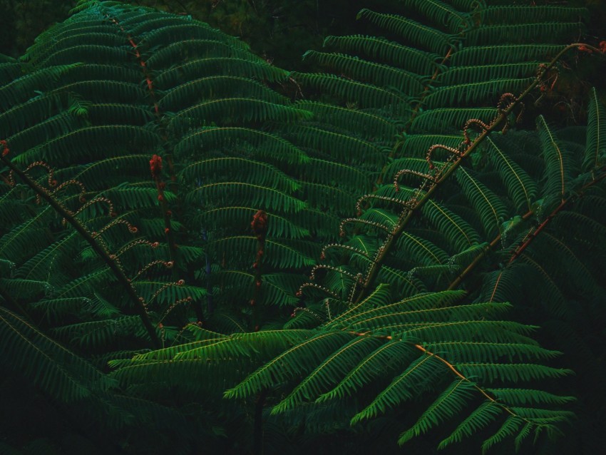 leaves green plant branch Transparent PNG art 4k wallpaper