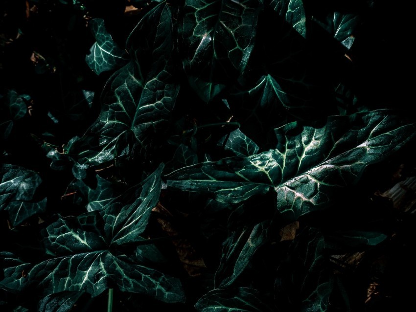 leaves green plant dark Isolated Character on Transparent PNG