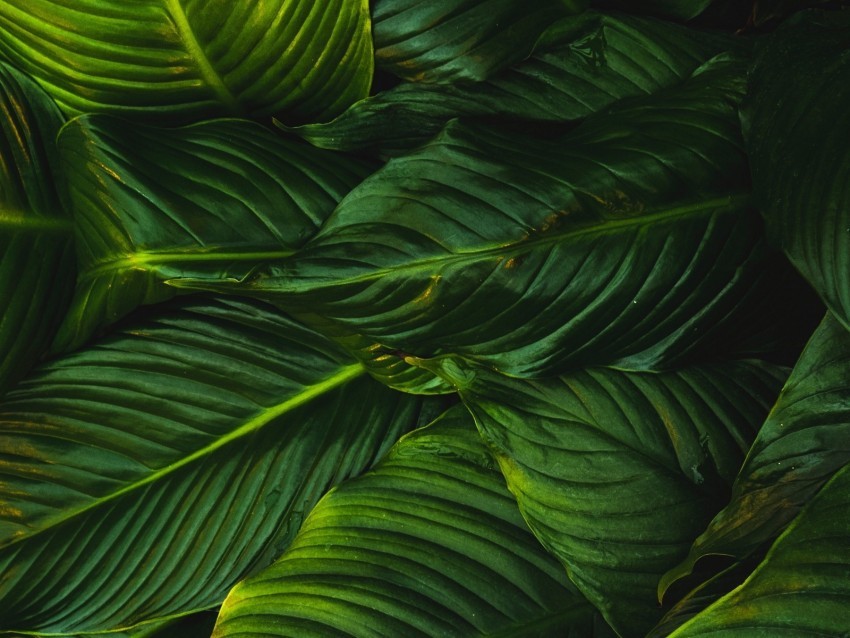 leaves green plant lines vegetation greens High-resolution PNG images with transparent background