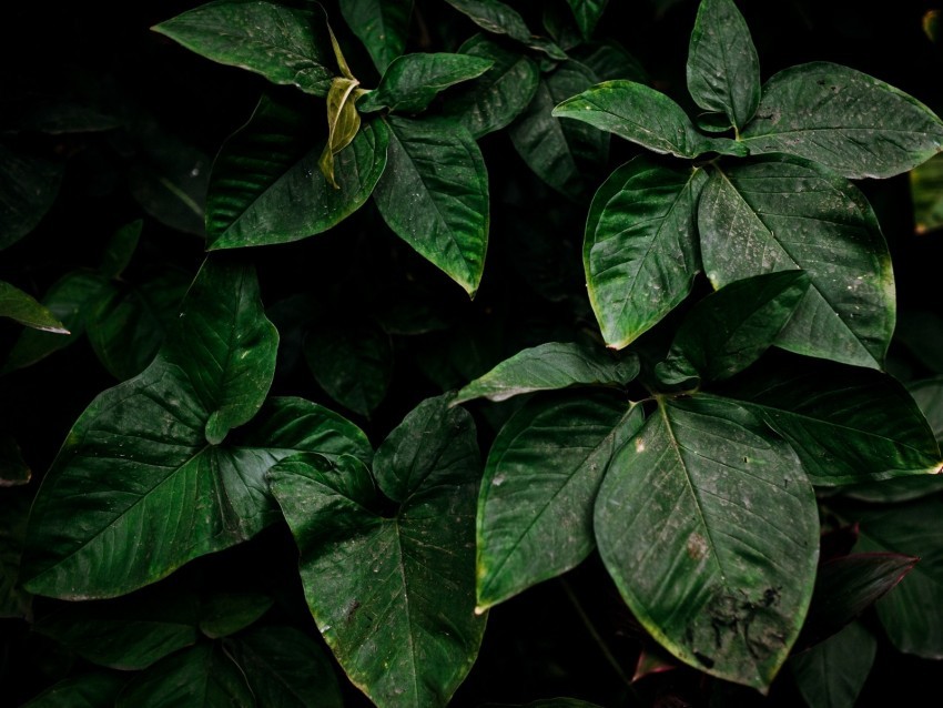 leaves green plant surface dirty Clear Background PNG Isolated Item 4k wallpaper