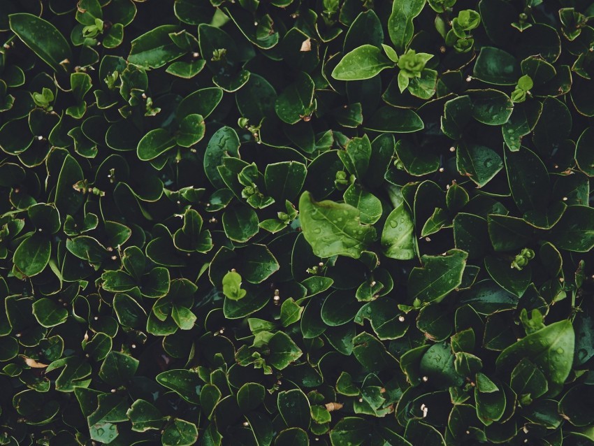 leaves green wet dew plants Transparent background PNG gallery