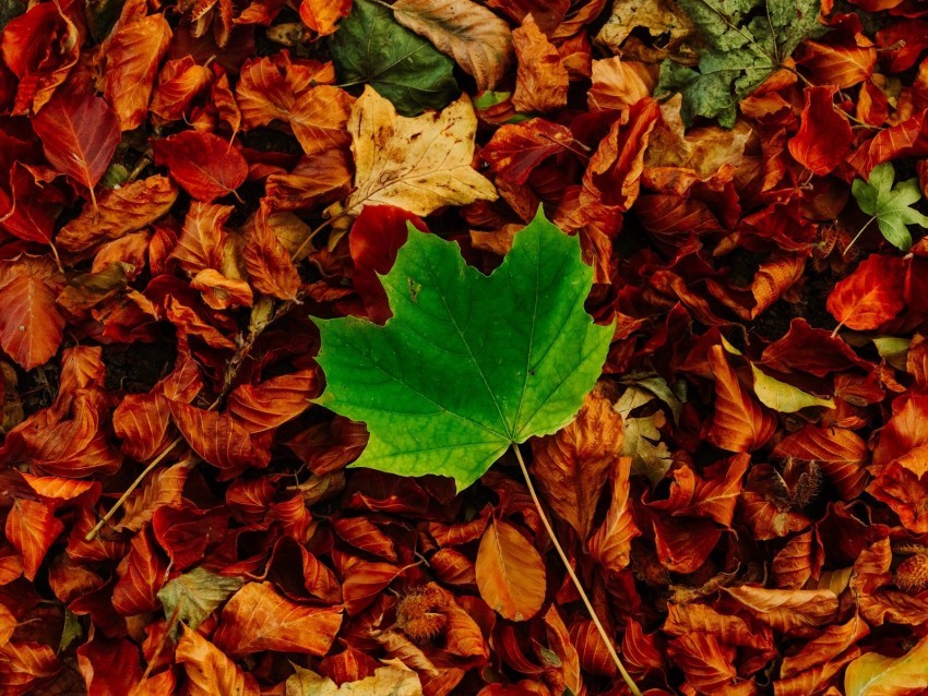 leaves maple autumn fallen contrast Isolated Subject on HighResolution Transparent PNG
