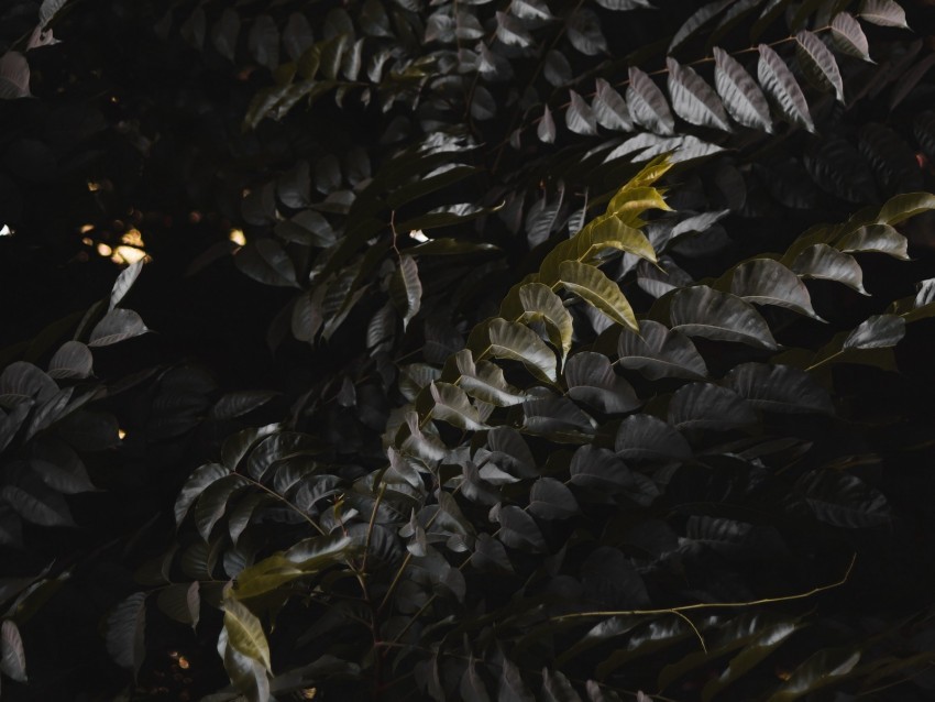 leaves plant branches bush dark Transparent PNG images for design