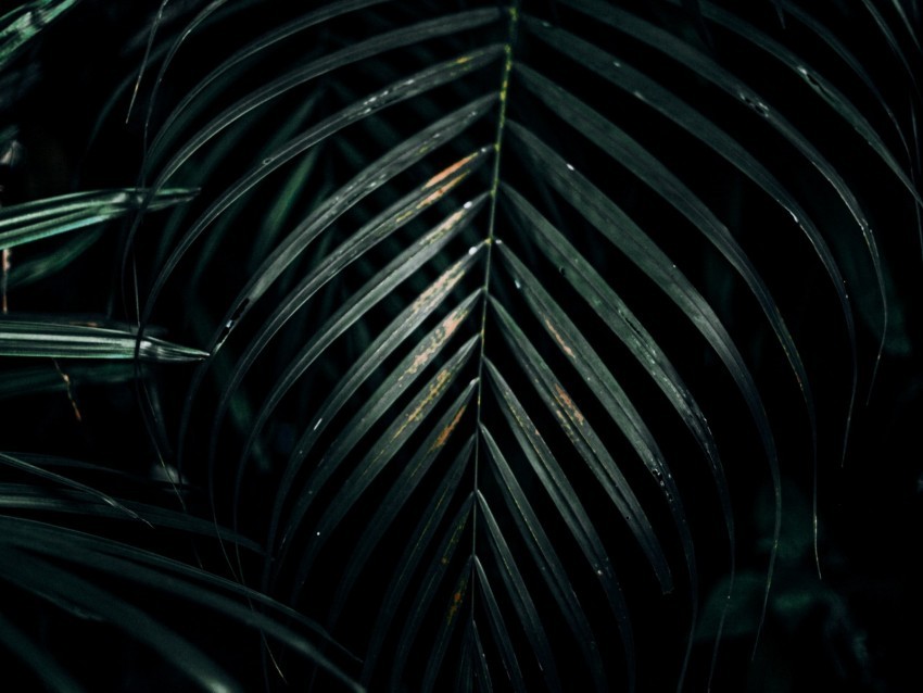 leaves plant carved dark green Transparent PNG download