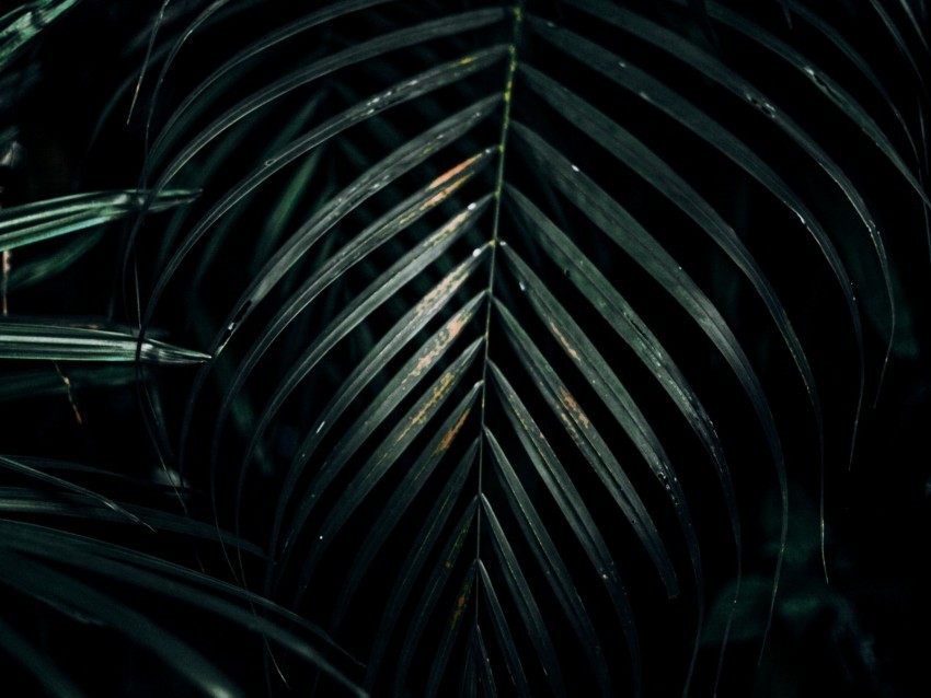 leaves plant carved dark green Transparent PNG download 4k wallpaper