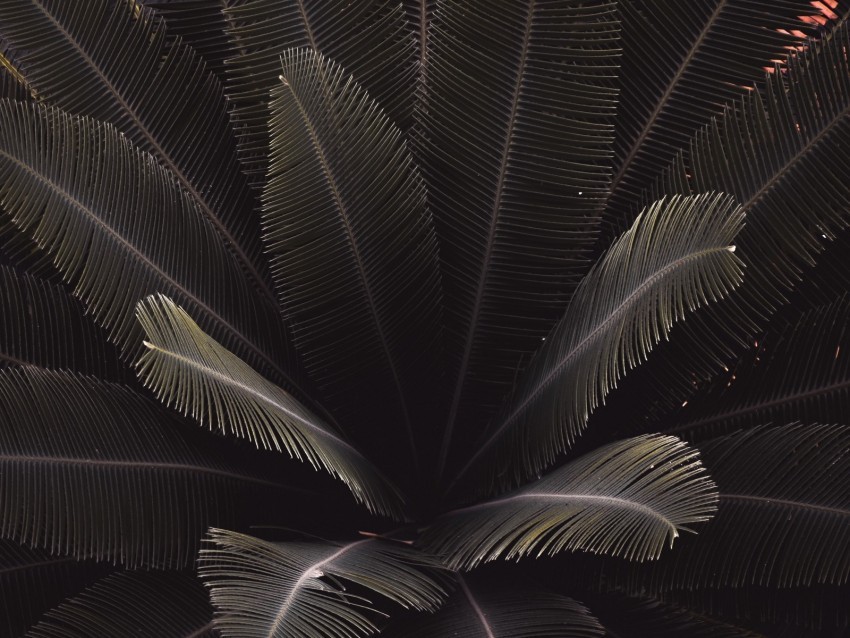 leaves plant carved green dark shade Isolated Subject on HighResolution Transparent PNG