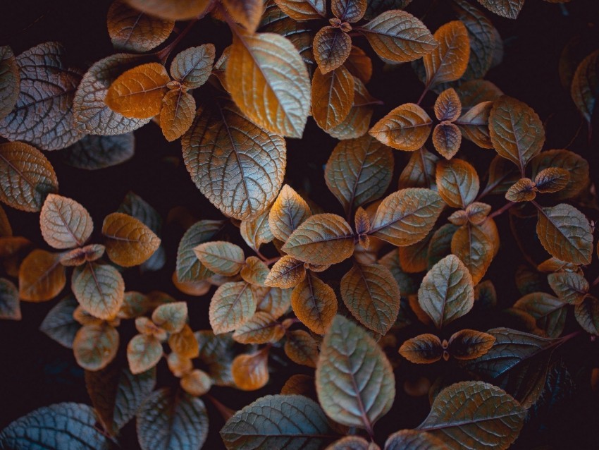 leaves plant carved macro bush blur Transparent PNG images for graphic design
