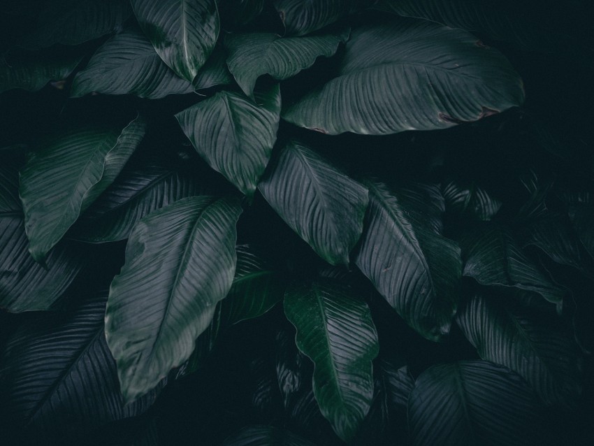 leaves plant dark PNG Illustration Isolated on Transparent Backdrop