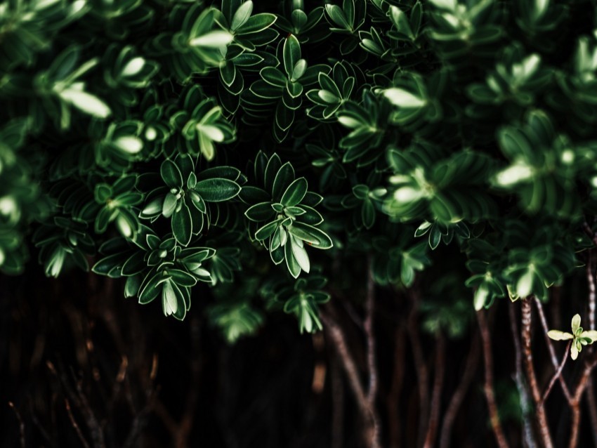 leaves plant dark bush branches Free PNG images with clear backdrop