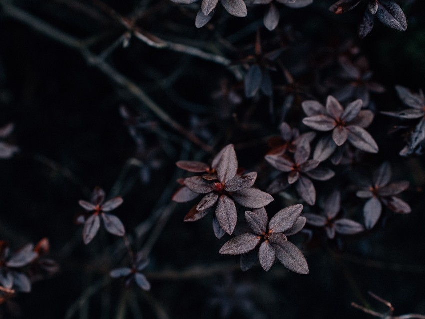 leaves plant dark macro vegetation Transparent art PNG 4k wallpaper