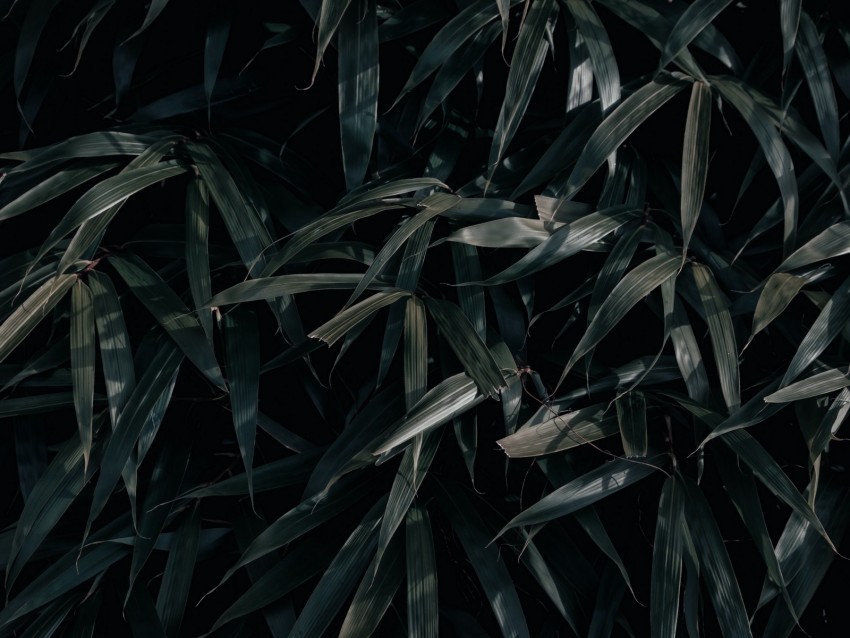 leaves plant dark shadows PNG for Photoshop 4k wallpaper