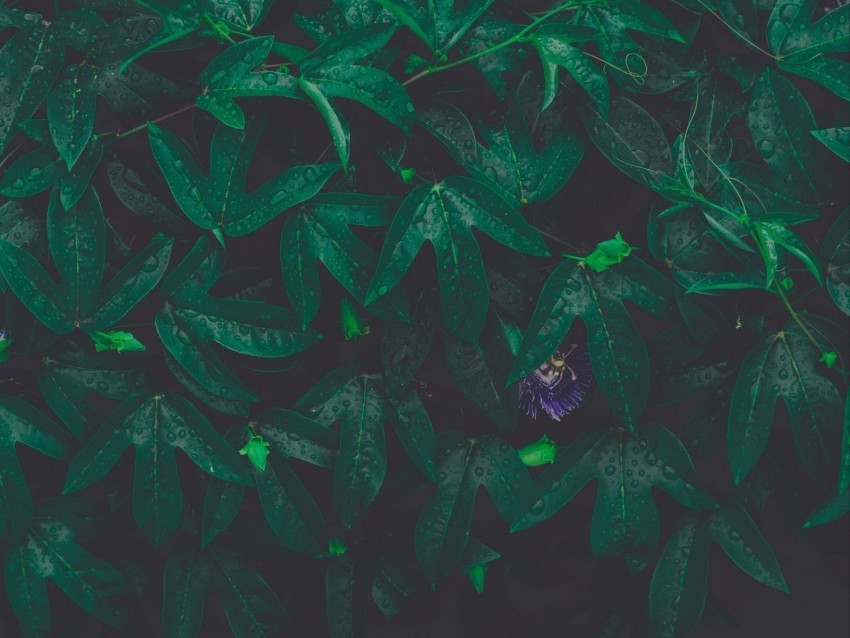 leaves plant drops green flower wet Transparent PNG images free download