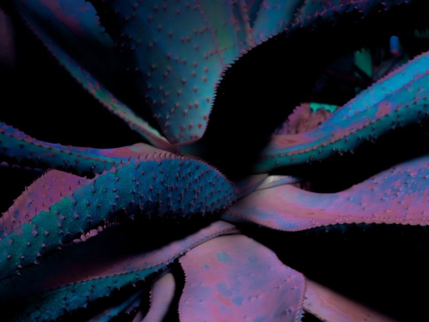 leaves plant flower spines Transparent PNG artworks for creativity