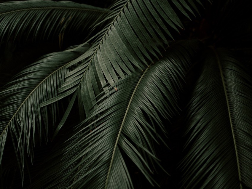leaves plant green dark botanical garden PNG with alpha channel 4k wallpaper