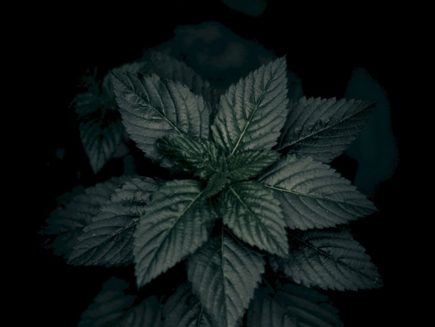 leaves plant green dark closeup macro Clear background PNG clip arts