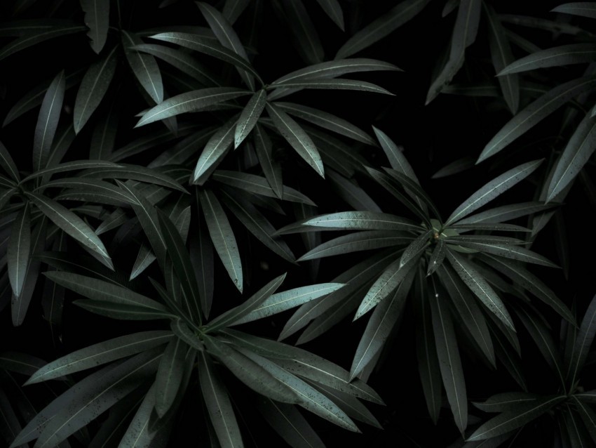 leaves plant green dark shade PNG files with transparent backdrop complete bundle