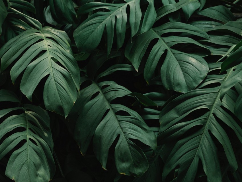 leaves plant green dark vegetation PNG transparent graphics for download