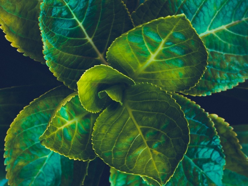 leaves plant green veins macro Isolated Graphic on HighResolution Transparent PNG