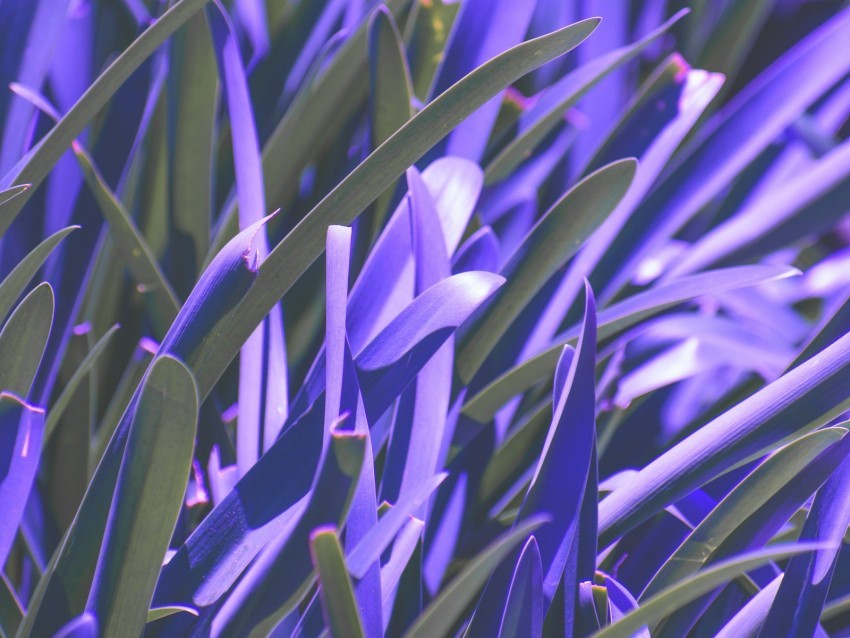leaves plant purple macro blur PNG free transparent
