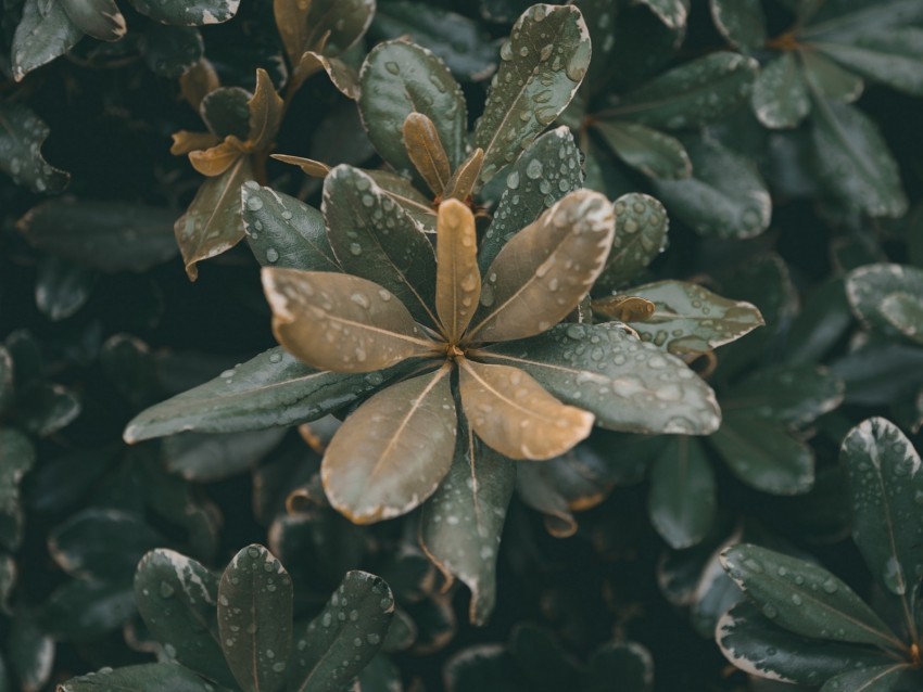 leaves plants drops dew moisture macro High-definition transparent PNG