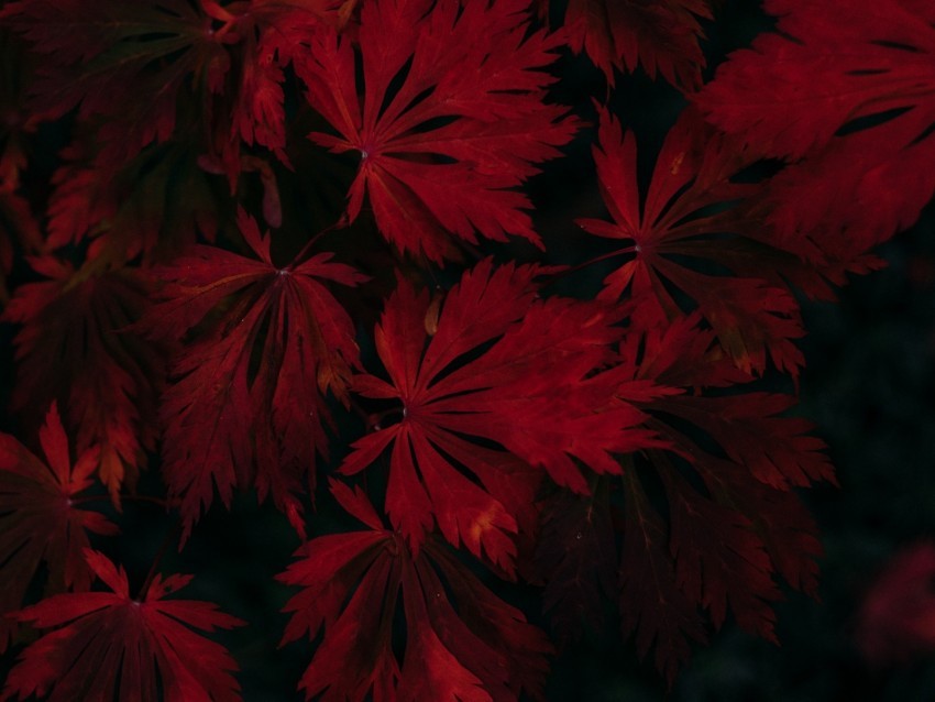 leaves red black dark plant Transparent PNG illustrations 4k wallpaper