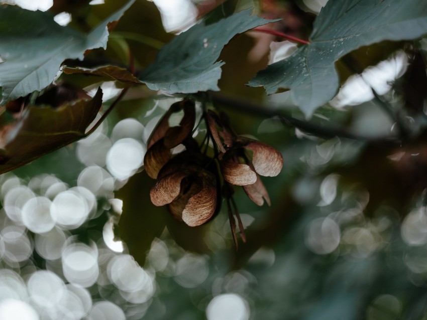 leaves seeds maple branches blur bokeh Transparent PNG images for digital art
