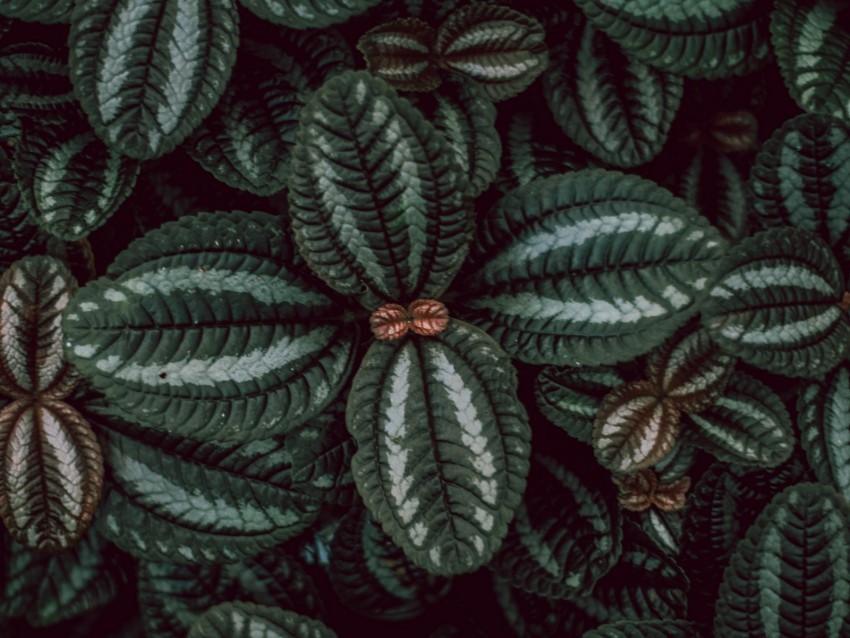 leaves stripes surface macro plant Isolated Artwork in Transparent PNG