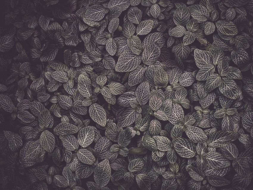 leaves veins plant texture Isolated Graphic Element in HighResolution PNG