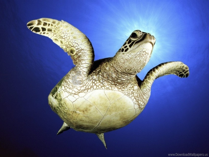 legs sea swim turtle wallpaper PNG artwork with transparency