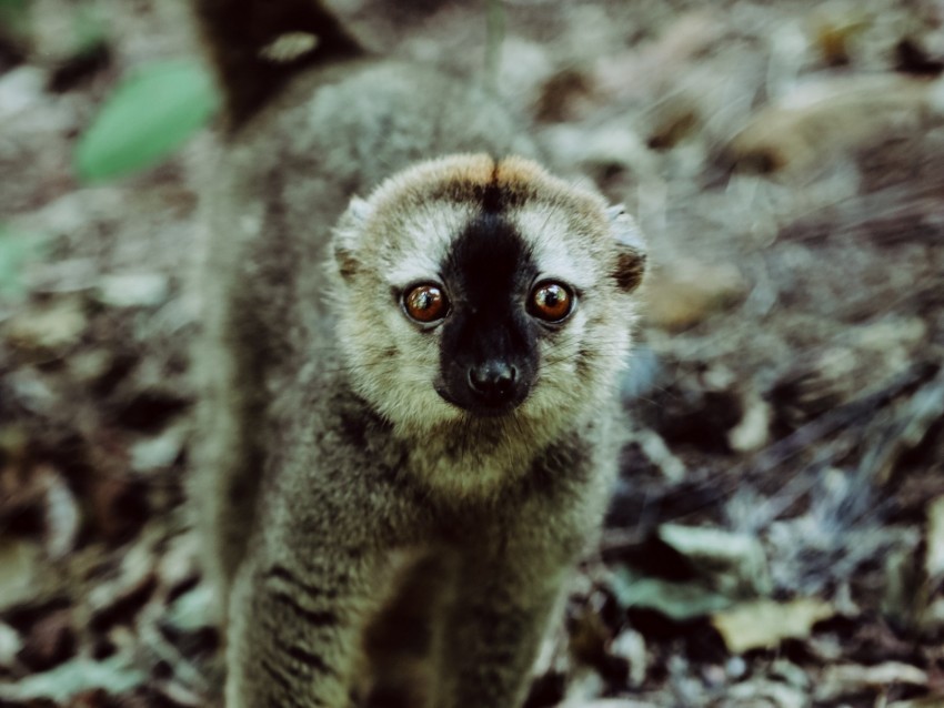 lemur animal glance primate wildlife PNG with no registration needed 4k wallpaper