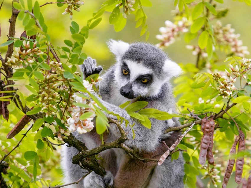 lemur branch tree wildlife animal Isolated Illustration in Transparent PNG
