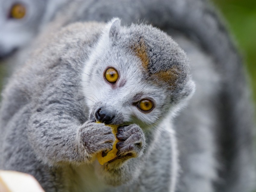 lemur food eat cute animal Transparent PNG images for graphic design 4k wallpaper